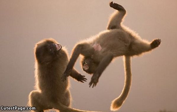 Monkey Play Time