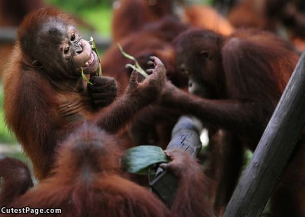 Monkeys Playing