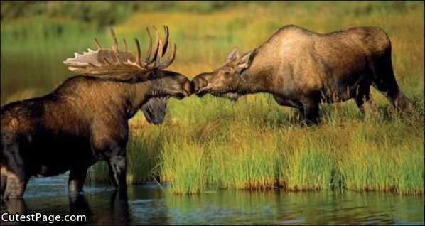 Moose Kiss