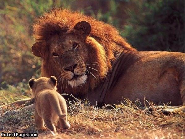 Mother Lion