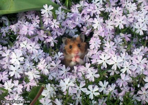 Mouse And Flowers