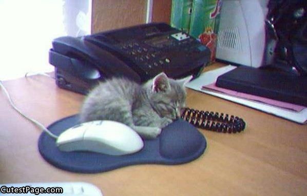 Mouse Pad Sleep