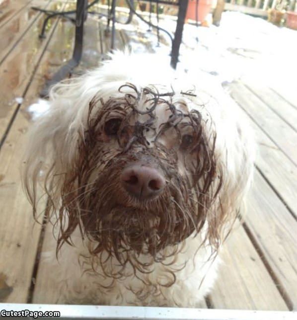 Muddy Face