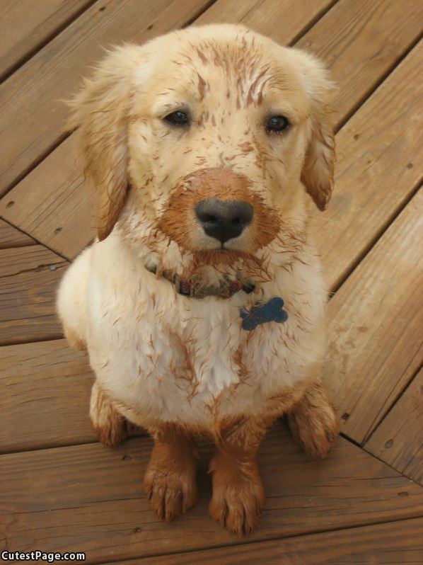 Muddy Puppy