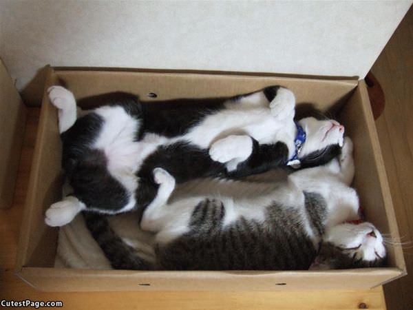 Nap Box