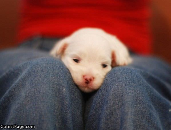 Napping Cute Puppy
