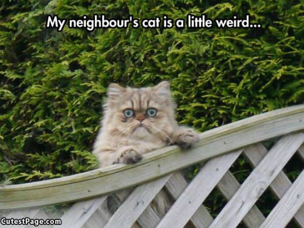 Neighbors Cat