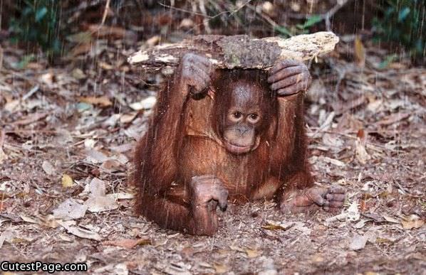 Nice Cute Monkey Umbrella