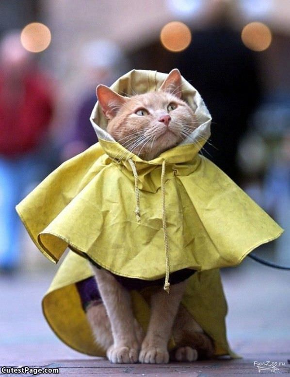 Nice Raincoat