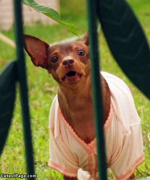 Nice Shirt Dog