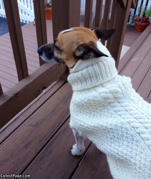 Nice Sweater
