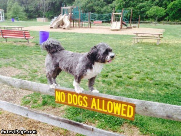 No Dogs Allowed