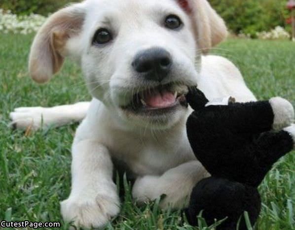 Nom Cute Puppy