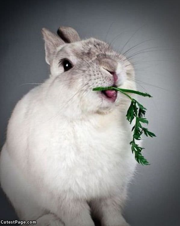 Nom Nom Bunny