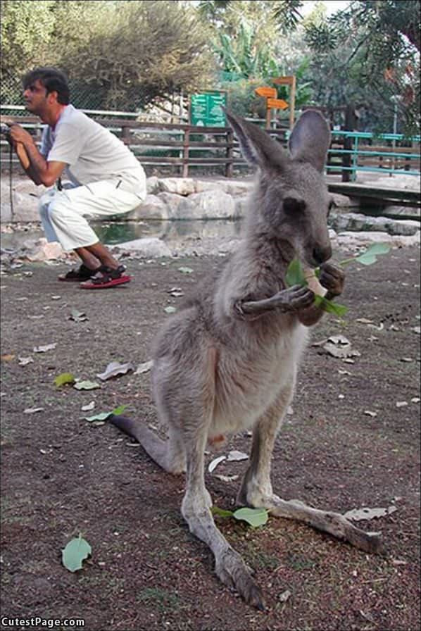 Nom Nom Kangaroo