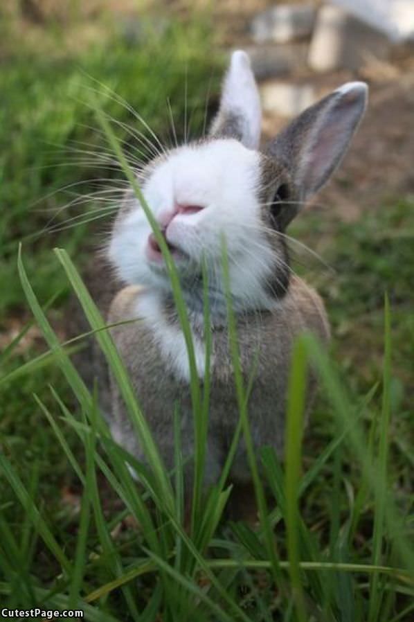 Nom Nom Nom Grass