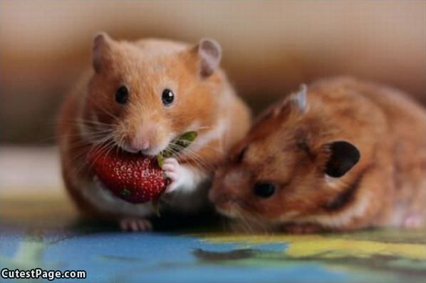 Nom Nom Strawberry