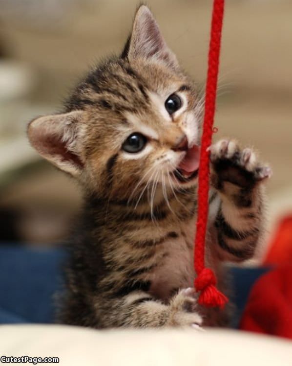 Nom Nom String