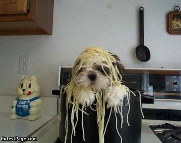 Noodles Cute Dog