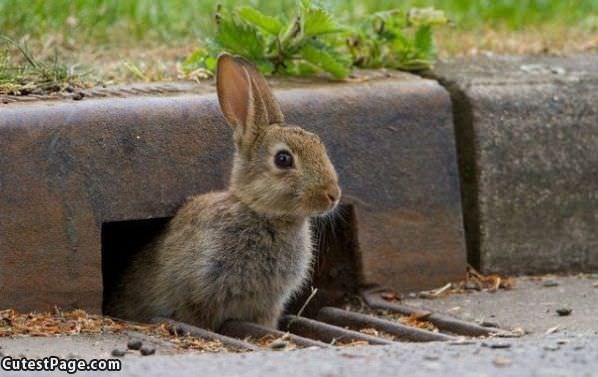 Oh Hai Im A Bunny