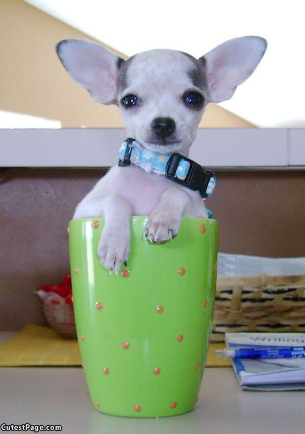 One Cup Of Puppy
