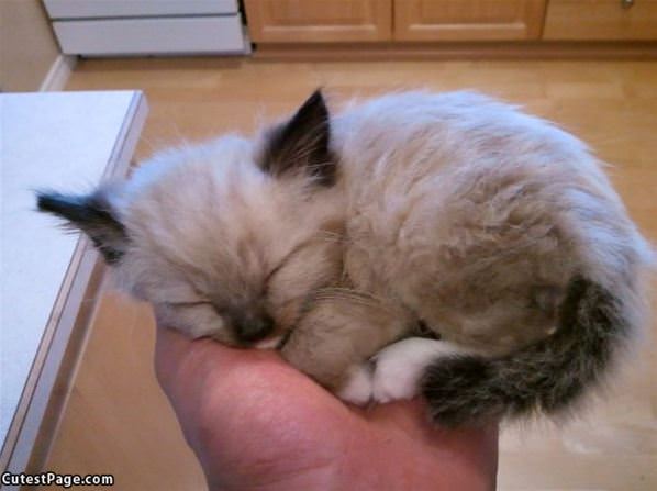 One Hand Of Kitten