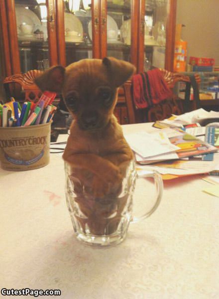 One Tiny Puppy Glass