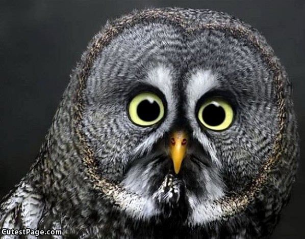 Owl Eyes