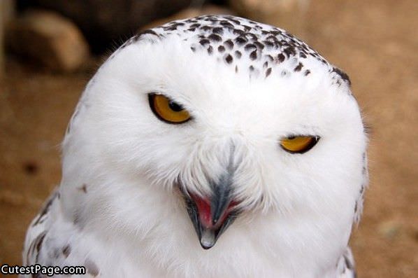 Owl Face