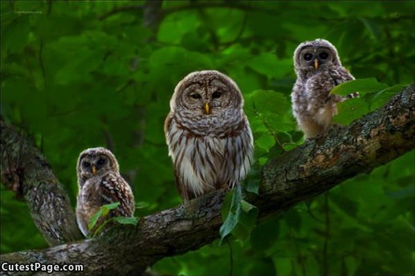 Owls