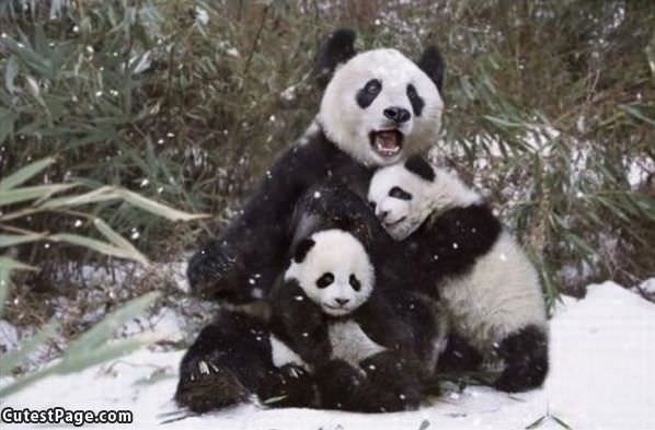 Panda Family