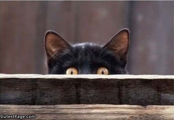 Peaking Cat