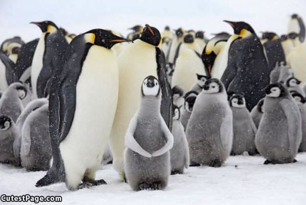 Penguin Family