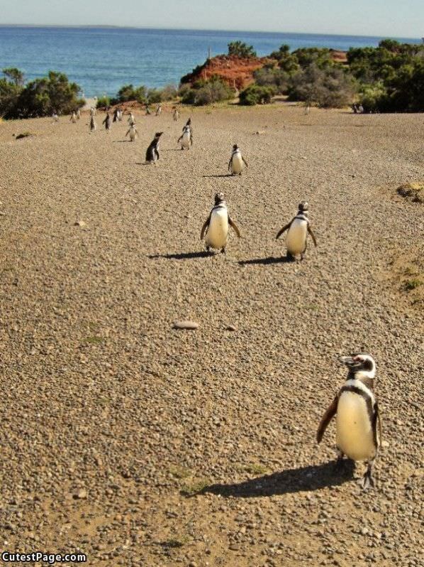 Penguins