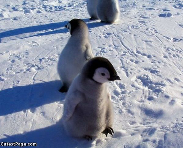 Penguins