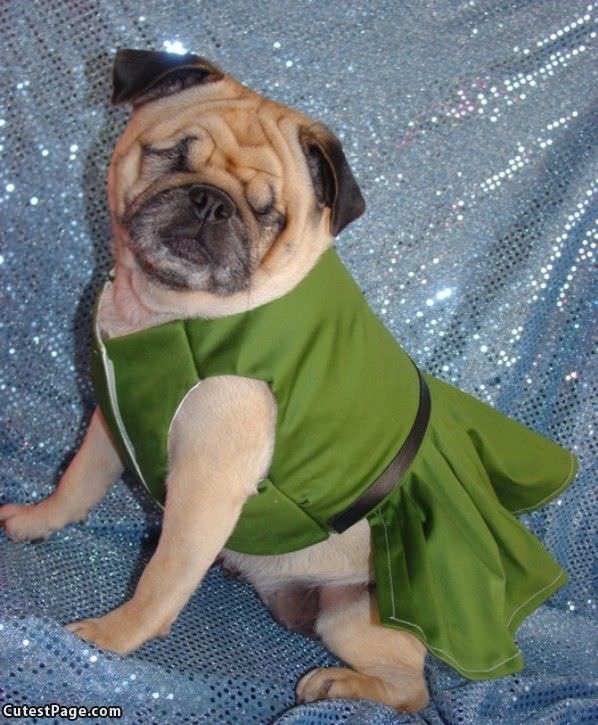 Peter Pan Pug