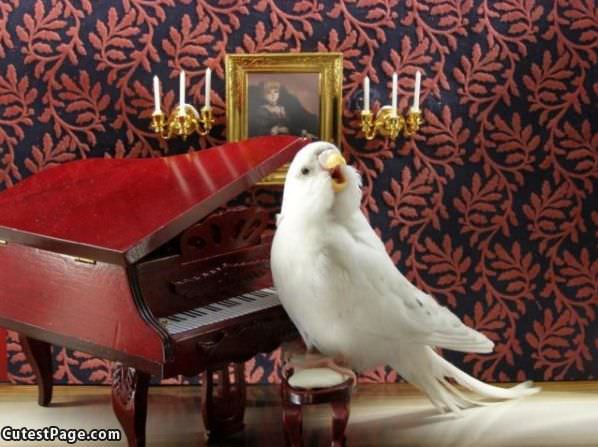 Piano Bird