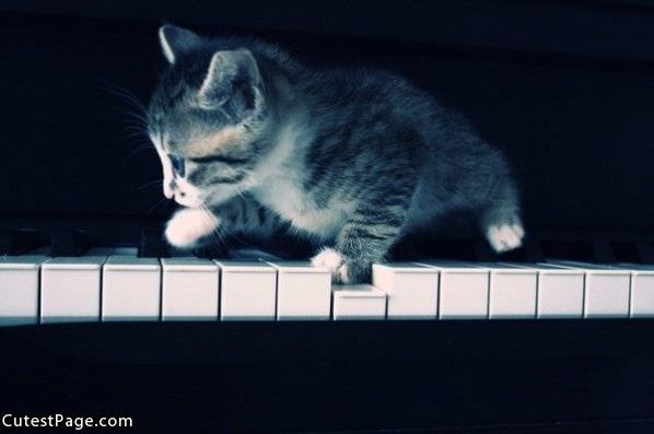 Piano Cat