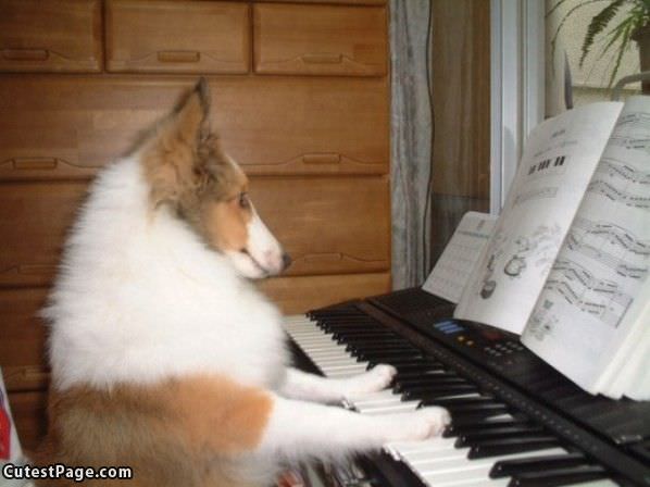 Piano Cute Dog