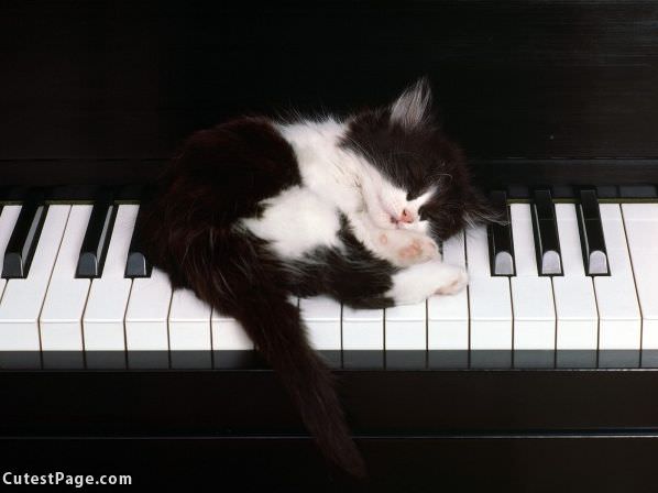 Piano Kitty