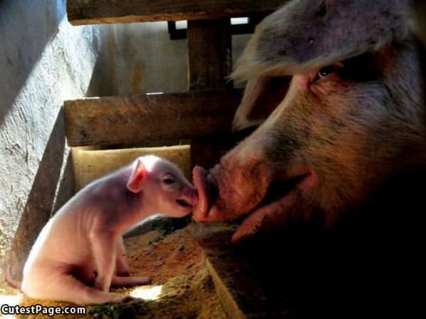 Pig Kiss