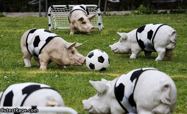 Pig Soccer