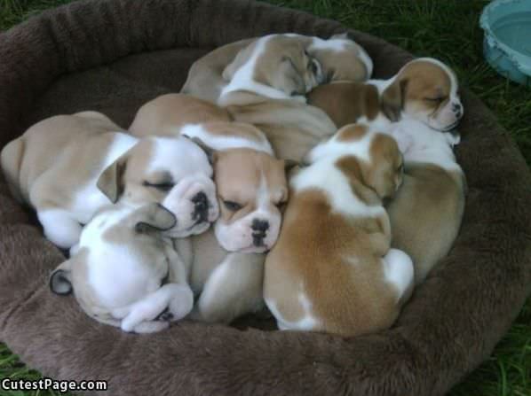 Pile Of Puppies