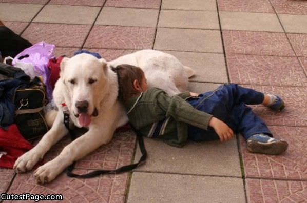 Pillow Cute Dog