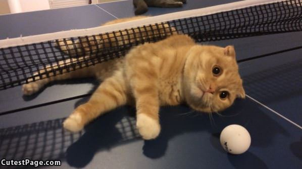 Ping Pong Cat