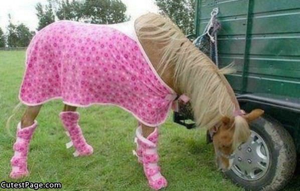 Pink Horse