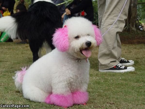 Pinky The Dog