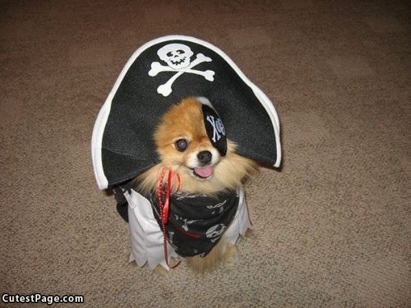 Pirate