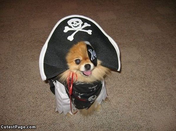 Pirate Pup