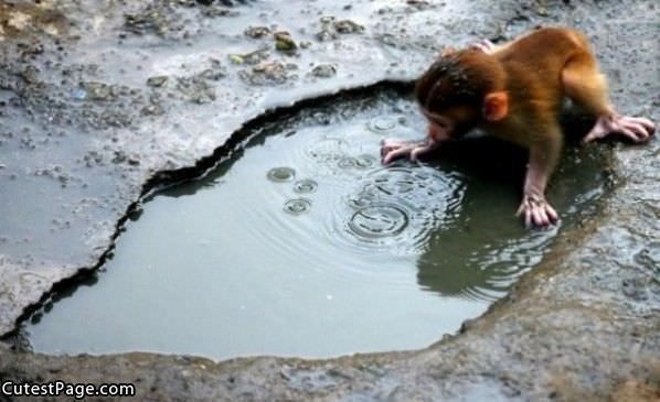 Playing In A Puddle